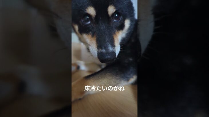 #豆柴の日常 #豆柴 #豆柴好き #可愛い犬動画 #可愛い #豆柴しつけ
