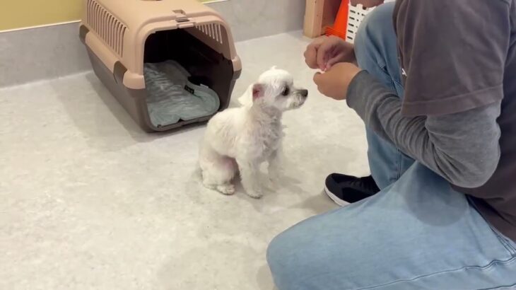 犬の幼稚園 おもちちゃんとトレーニング