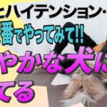 犬の性格は変えられる？接し方でここまで違う！