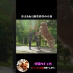【犬が排泄の前にくるくる回るやつはどんな意味がある？】 #ゆっくり解説  ＃しつけ #心理学 #犬のいる生活  #愛犬