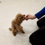 犬の幼稚園 ミルクちゃんとトレーニング