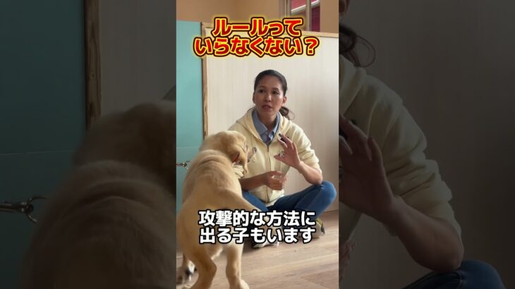 なんで家庭内で、犬とのルールが必要なんだと思いますか？#ドッグトレーナー #イヌバーシティ #子犬育て #いぬのいるくらし #しつけ #子犬のしつけ #ドッグビヘイビアリスト #犬のいる暮らし