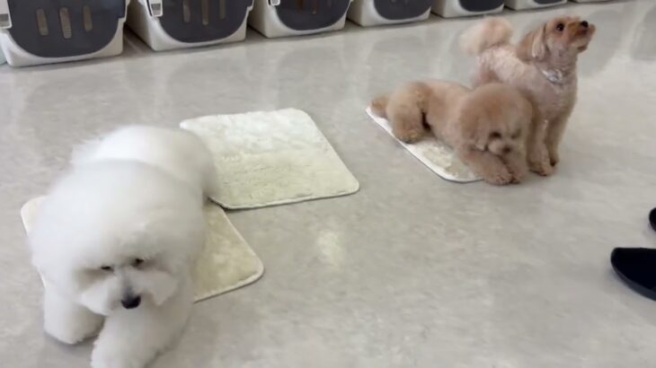 犬の幼稚園 ３頭でトレーニング