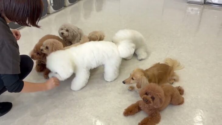 犬の幼稚園 みんなでトレーニング