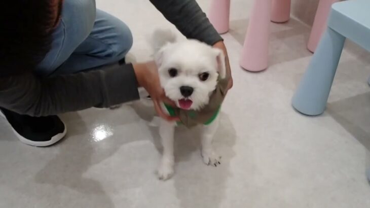 犬の幼稚園 ハクくんとトレーニング