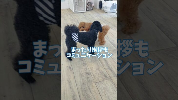 可愛い挨拶😊🏫#しつけ方 #トイプードル #こいぬ #可愛い #癒し #犬のいる生活