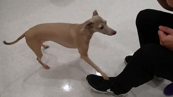 犬の幼稚園 ミューちゃんとトレーニング