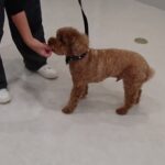犬の幼稚園 ココくんとトレーニング