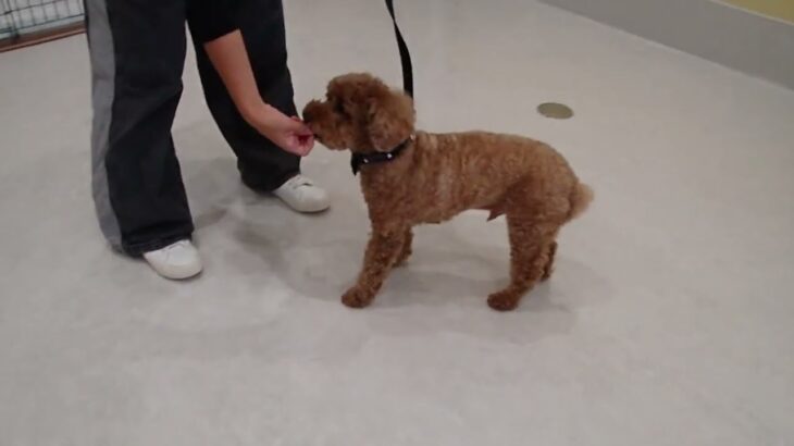 犬の幼稚園 ココくんとトレーニング