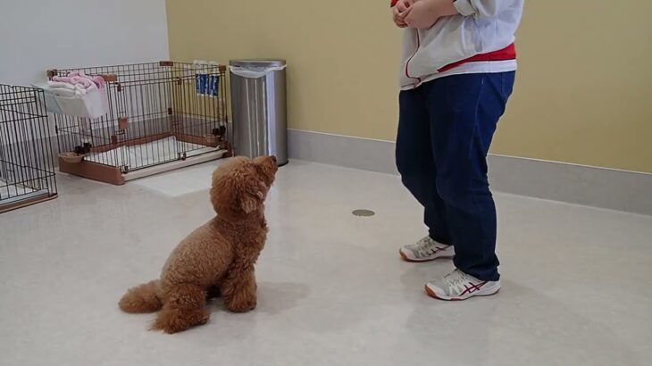 犬の幼稚園 たろうくんとトレーニング