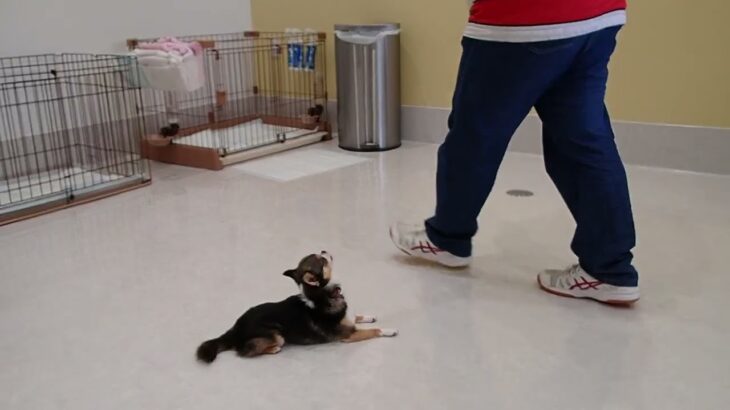 犬の幼稚園 のあくんとトレーニング