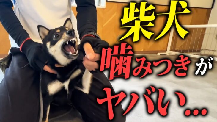 【甘噛み】柴犬のしつこい噛み癖、興奮癖を警察犬ドッグトレーナーがしつけ改善