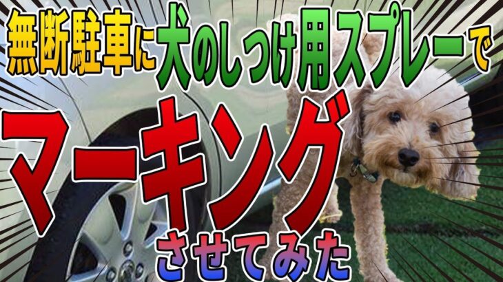 犬のしつけスプレーは対策アイテムになるのか？
