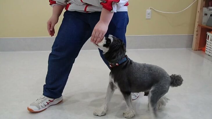 犬の幼稚園 アオくんとトレーニング