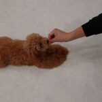 犬の幼稚園 くんくんちゃんとトレーニング