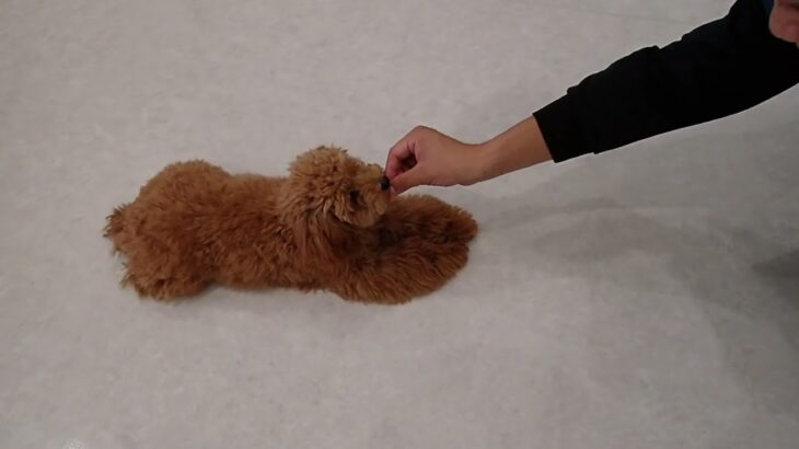 犬の幼稚園 くんくんちゃんとトレーニング