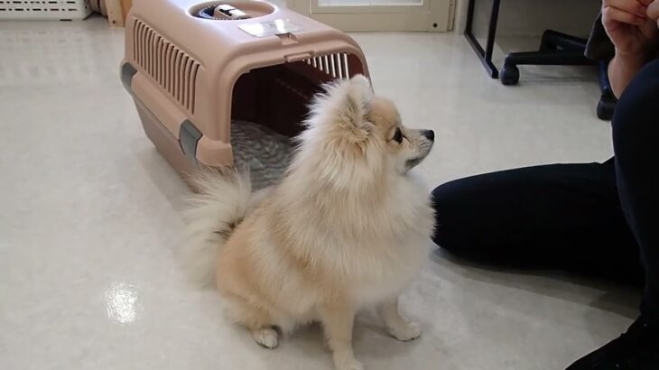 犬の幼稚園 ココアちゃんとトレーニング