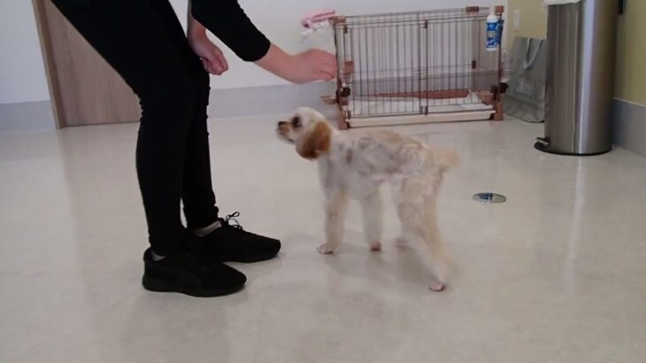 犬の幼稚園 エマちゃんとトレーニング