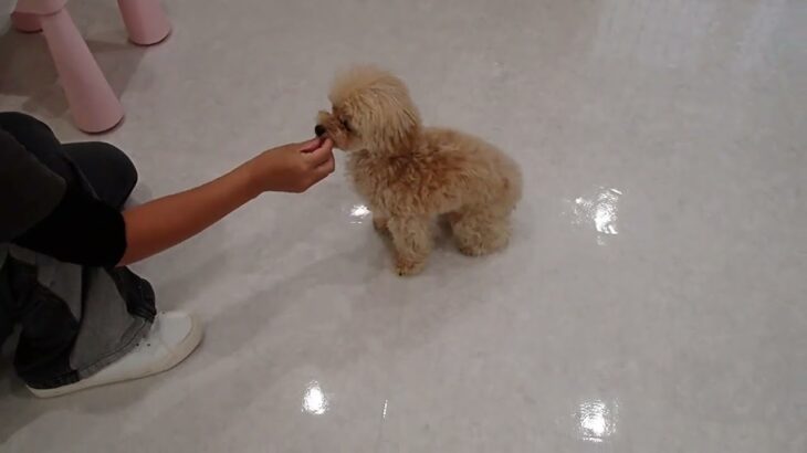 犬の幼稚園 はあおくんとトレーニング