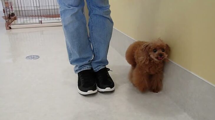 犬の幼稚園 ドレミちゃんとトレーニング
