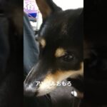 下からアングル#豆柴の日常 #豆柴しつけ #豆柴好き #豆柴 #豆柴しつけ #可愛い犬動画 #可愛い #柴犬