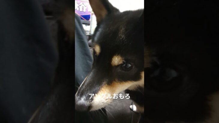 下からアングル#豆柴の日常 #豆柴しつけ #豆柴好き #豆柴 #豆柴しつけ #可愛い犬動画 #可愛い #柴犬