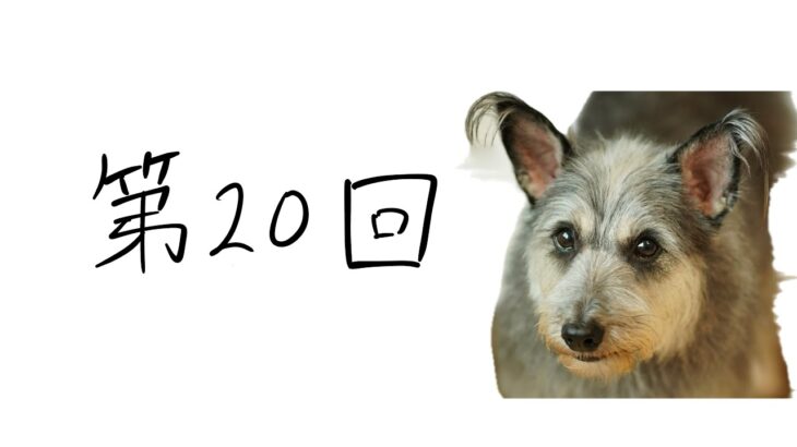 【犬のしつけ】毛玉ゼロを目指したい