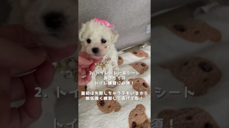 楽しい♡わんこのお迎え準備♪ #子犬お迎え  #犬のいる生活 #ブリーダーナビ