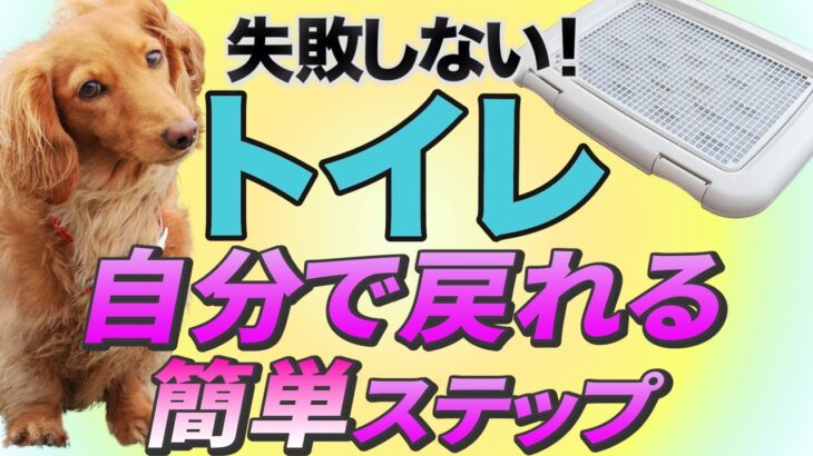 犬が自分でトイレに戻れる秘密のコツ！