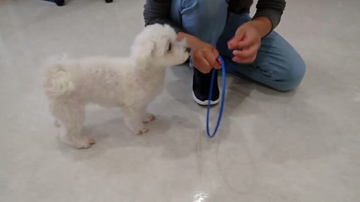 犬の幼稚園 華ちゃんとトレーニング