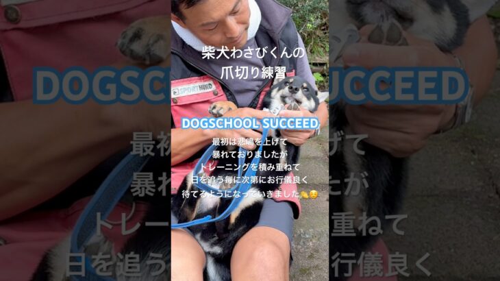 ドッグスクールサクシード⭐︎苦手な爪切りの練習を頑張るわさびくん👏 #ドッグスクールサクシード #ドッグスクール #柴犬 #柴犬爪切り #湘南 #爪切り #犬 #愛犬 #かわいい #犬しつけ