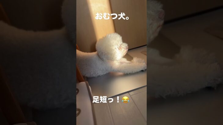 【まる】おむつ犬。ストレッチの足短っ！#ビションフリーゼ#犬のいる生活