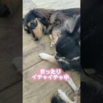 イチャイチャ動画🐾#こいぬ#しつけ方#かわいい犬#ミニチュアダックスフンド#チワワ