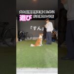 犬と信頼関係を築くために大事なのは「遊び」 #ボーダーコリー