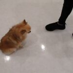 犬の幼稚園 くるみちゃんとトレーニング