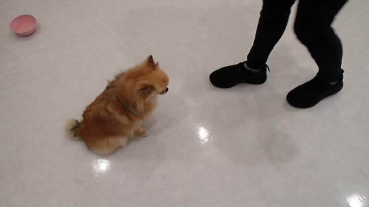 犬の幼稚園 くるみちゃんとトレーニング