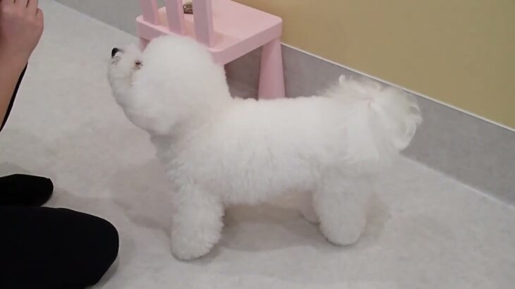 犬の幼稚園 ローヌくんとトレーニング