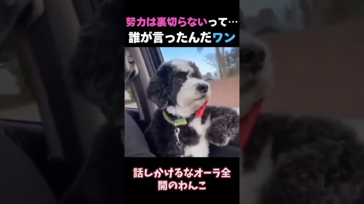 しつけ教室で怒られた犬、帰り道で“納得いかない顔”してます
