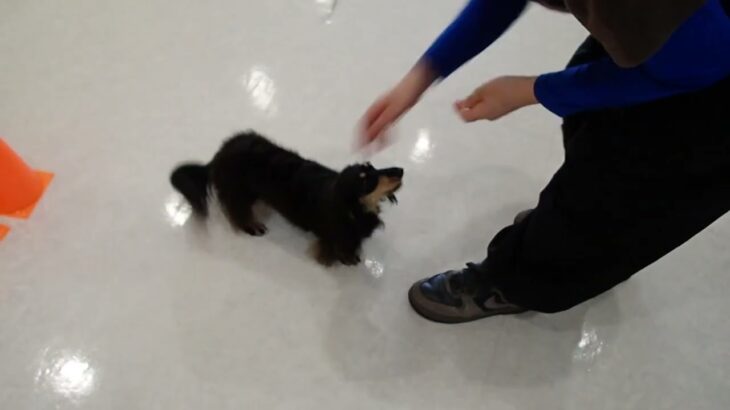 犬の幼稚園 メイちゃんとトレーニング