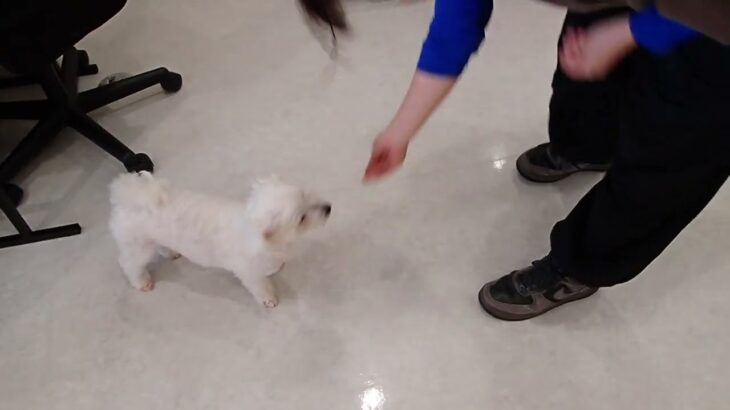 犬の幼稚園 華ちゃんとトレーニング