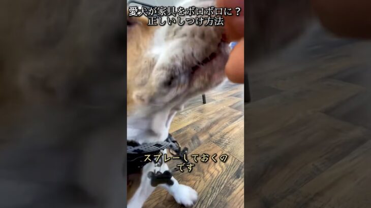 愛犬が家具をボロボロに？正しいしつけ方法