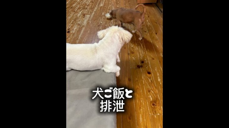 メダカ犬飼育員のしつけられた朝 #メダ活 #犬
