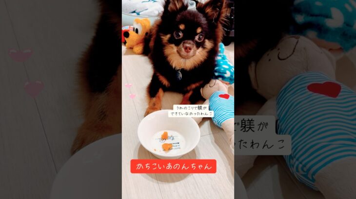 躾がなってなかったわんこ。かちこくなった❤️ #チワワ #イヌ #いぬのいる生活 #ミックス犬 #ロングコートチワワ #犬のいる生活 #犬のしつけ