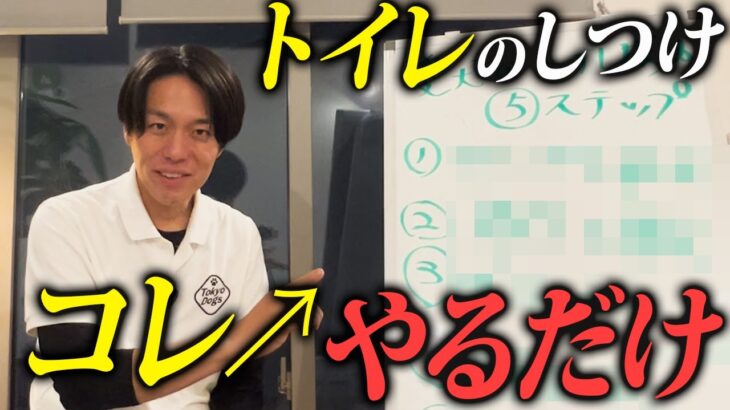 犬のトイレのしつけを絶対に成功させる方法をプロドッグトレーナーが解説