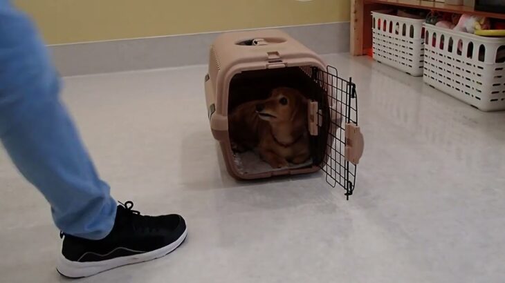 犬の幼稚園 はやぶさくんとトレーニング