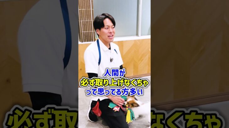 愛犬との引っ張り合いっこ遊びのコツ
