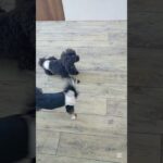遊ぼうよー！#こいぬ#しつけ方#かわいい犬