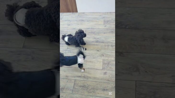 遊ぼうよー！#こいぬ#しつけ方#かわいい犬