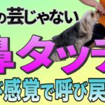 遊びながら学べる犬のしつけ方法