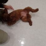 犬の幼稚園 つむぎちゃんとトレーニング